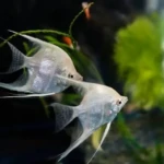 AQUARIUM MAROC POISSON