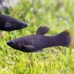 AQUARIUM MAROC POISSON