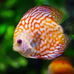 AQUARIUM MAROC POISSON