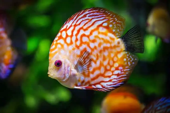 Choix des Poissons