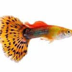AQUARIUM MAROC POISSON
