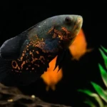 AQUARIUM MAROC POISSON