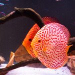 AQUARIUM MAROC POISSON