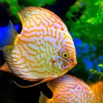 AQUARIUM MAROC POISSON