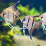 AQUARIUM MAROC POISSON