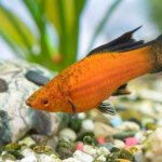 AQUARIUM MAROC POISSON