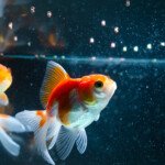 AQUARIUM MAROC POISSON