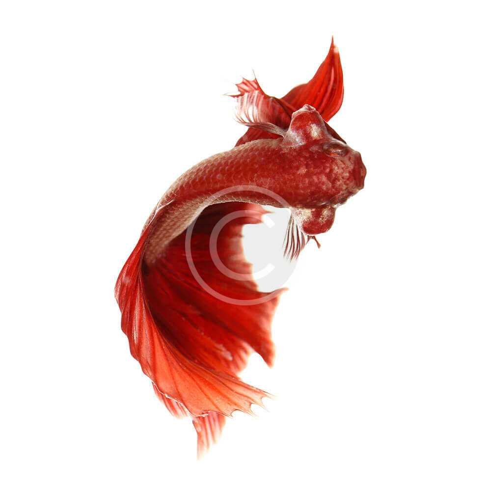 Vail Tail Betta Fish