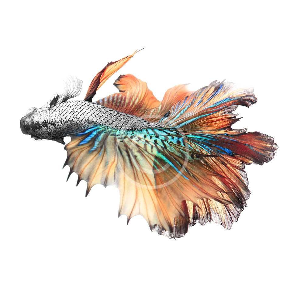 Vail Tail Betta Fish